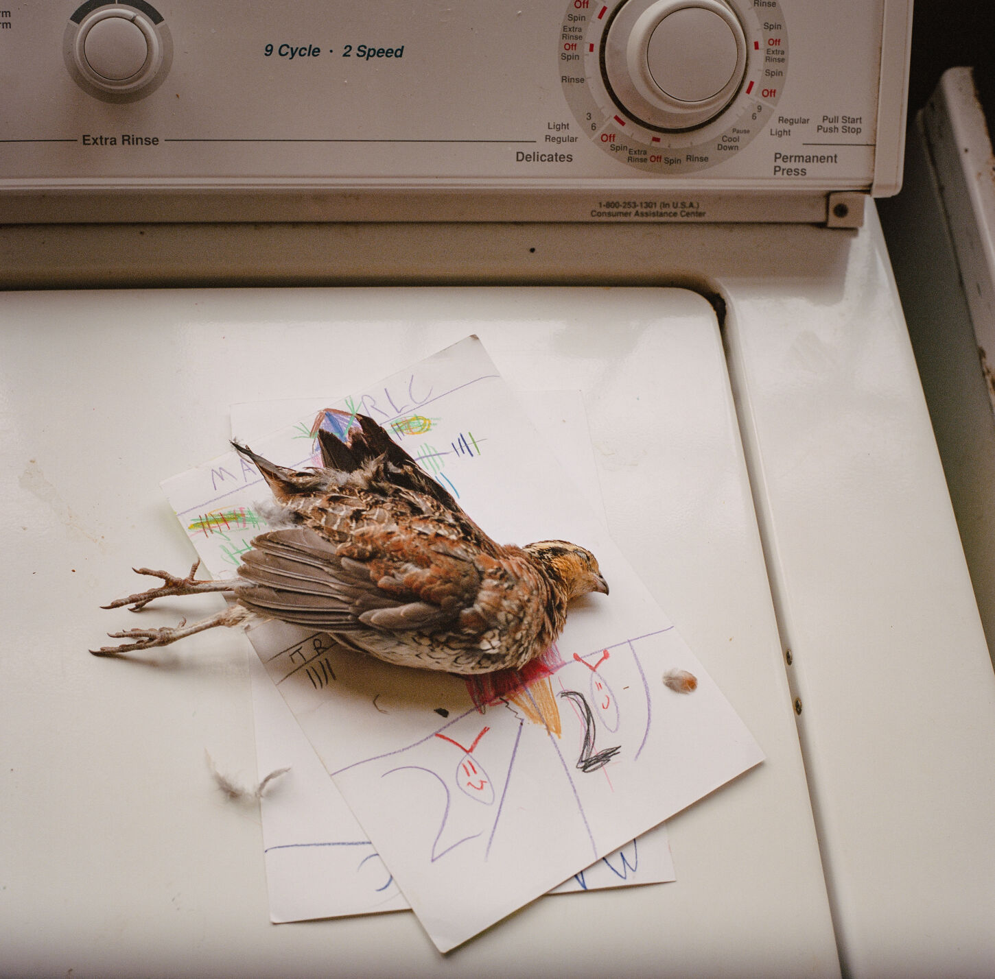 Ashleigh Coleman_Bobwhite Heartbreak_2020.jpg